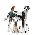 Mascotas