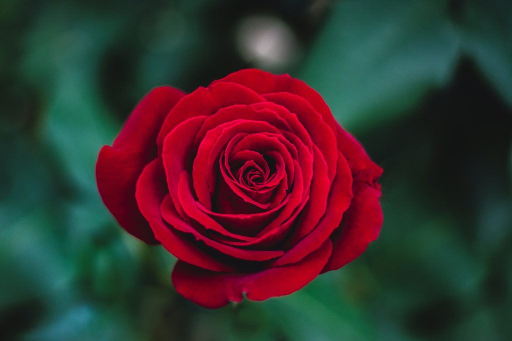 Regalar Flores CentroShopOnline